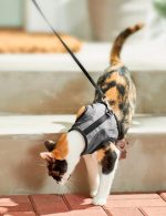 ARNÉS AJUSTABLE PARA GATOS - Imagen 2