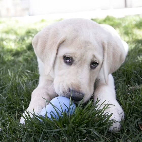 JUG-019.1 KONG PUPPY - Imagen 1