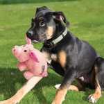 KONG® PHATZ PIG
